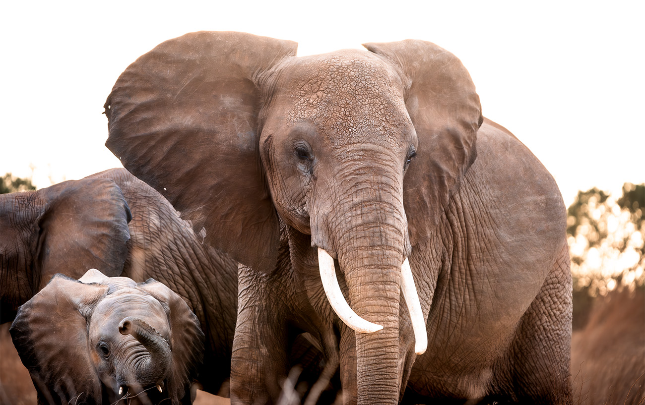 Elefanti Safari Parco dell Tsavo Kenya
